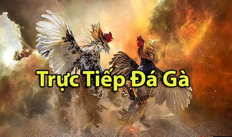 https://www-webroot.uk.com/tim-hieu-ve-da-ga-thomo-campuchia/